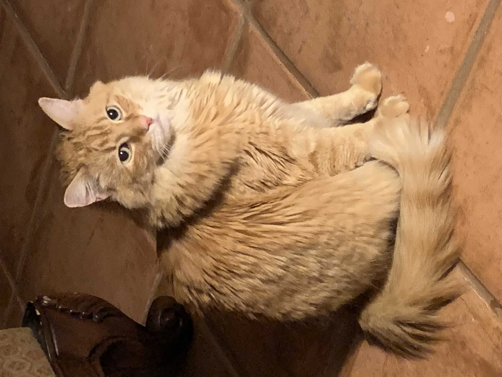 Lost cat in San Clemente, CA, 92673