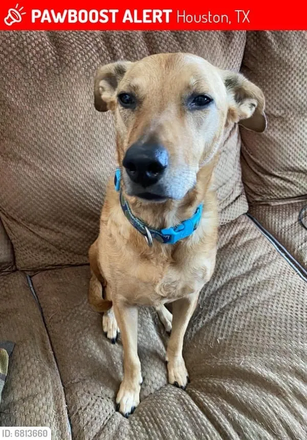 Lost dog in Houston, TX, 77054