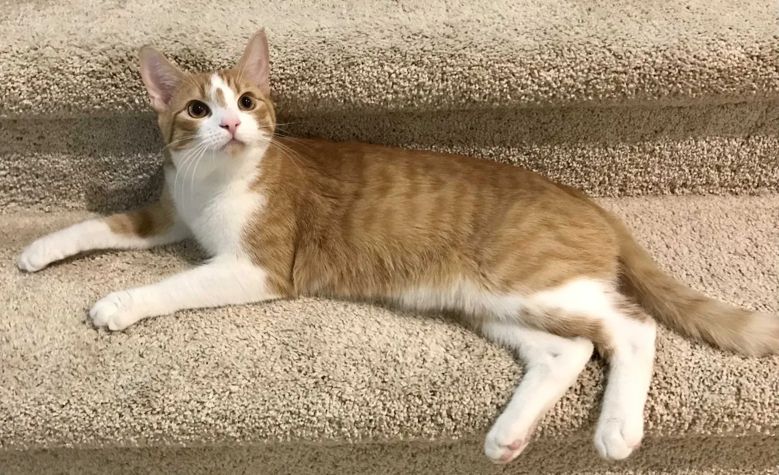 Lost cat in Yorba Linda, CA, 92886