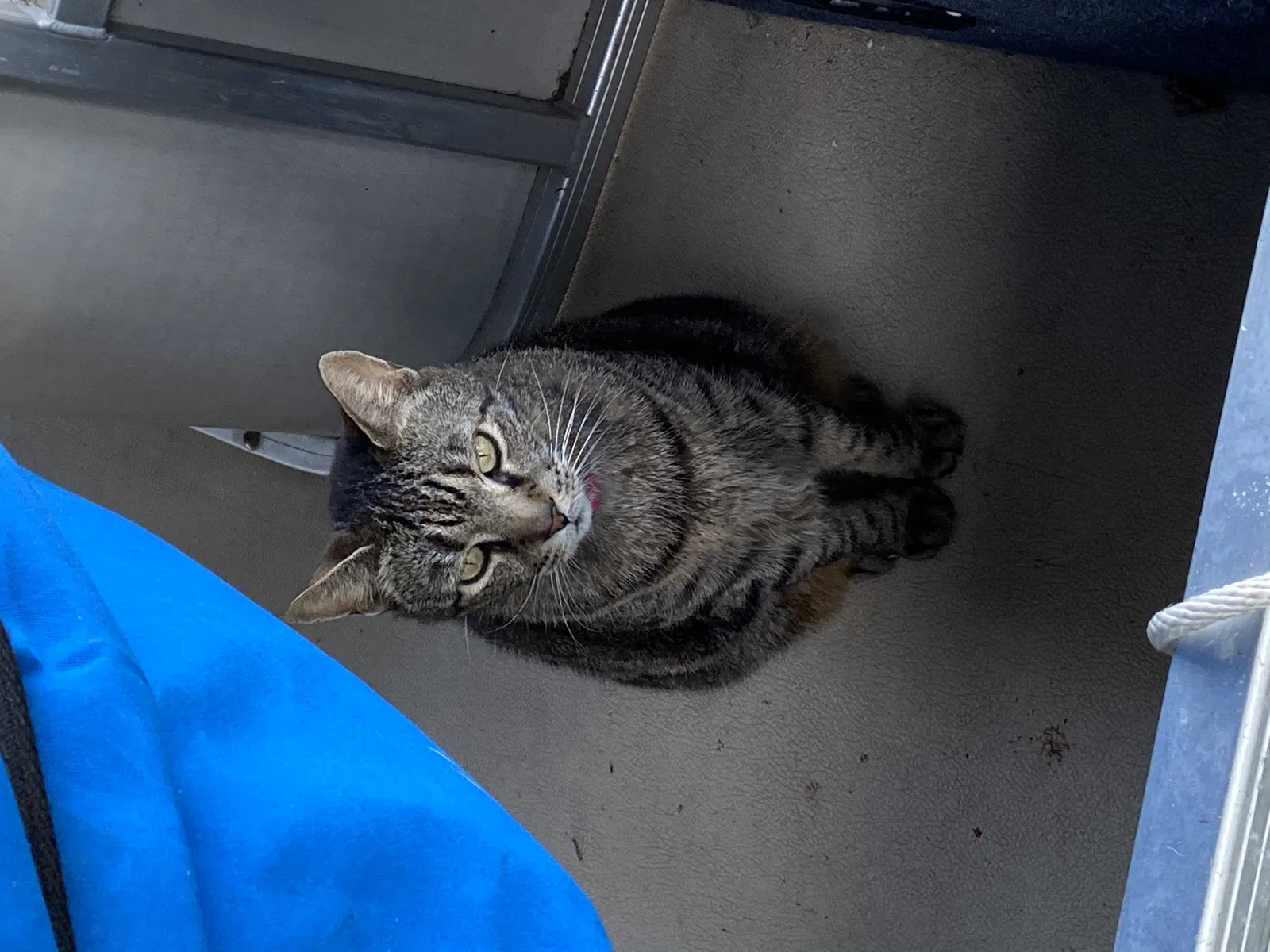 Lost cat in Oak Hill, FL, 32759