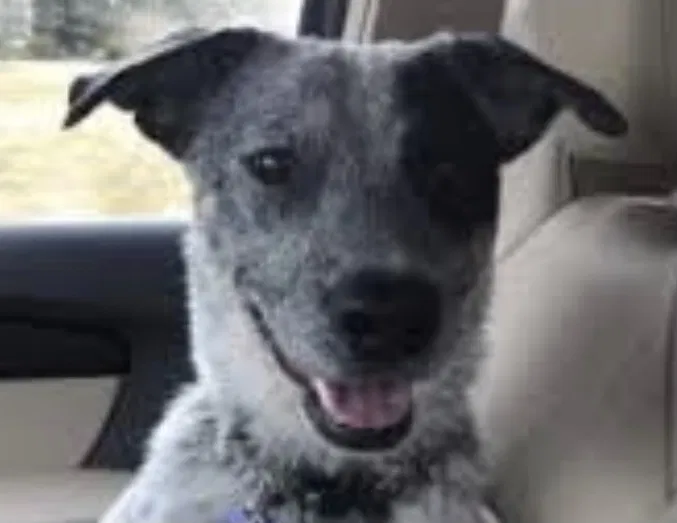 Lost dog in Arvada, CO, 80002