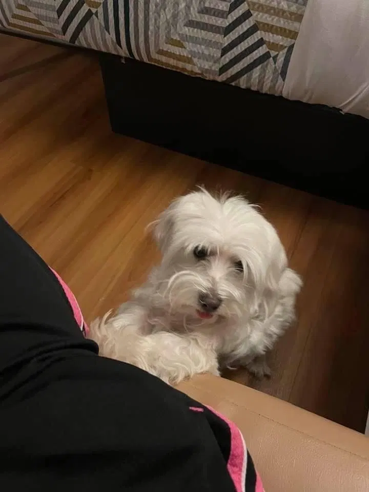 Lost dog in Addison, TX, 75001