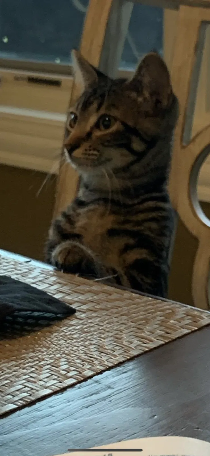 Lost cat in Pella, IA, 50219