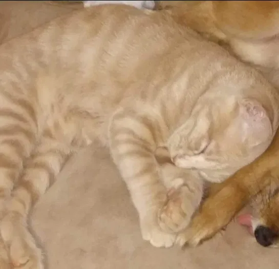 Lost cat in Ocean Springs, MS, 39564