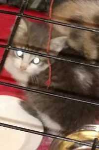 Lost cat in Ocean Springs, MS, 39564