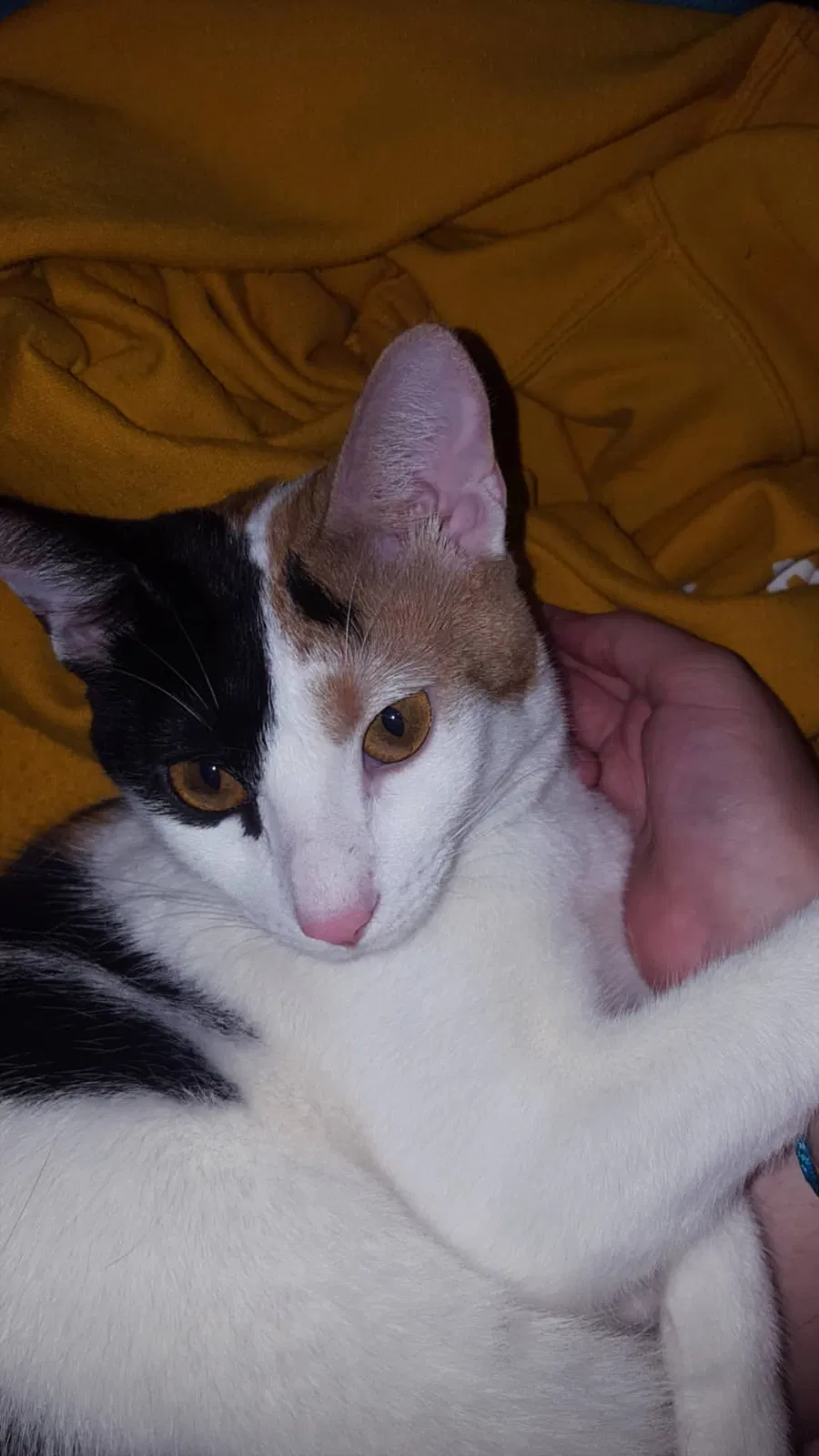 Lost cat in Tallahassee, FL, 32303