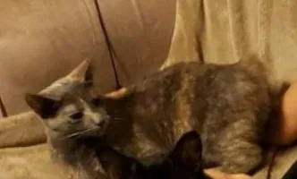 Lost cat in Ocean Springs, MS, 39564