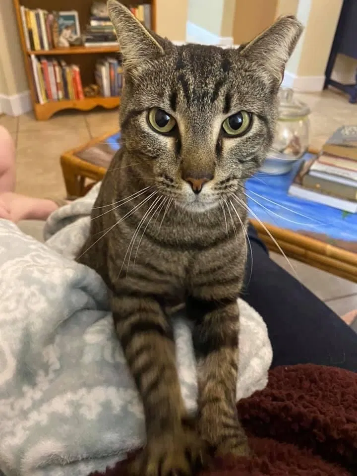 Lost cat in Osprey, FL, 34229