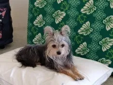 Missing Dog