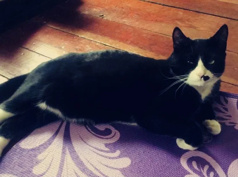 Lost cat in Walnutport, PA, 18088