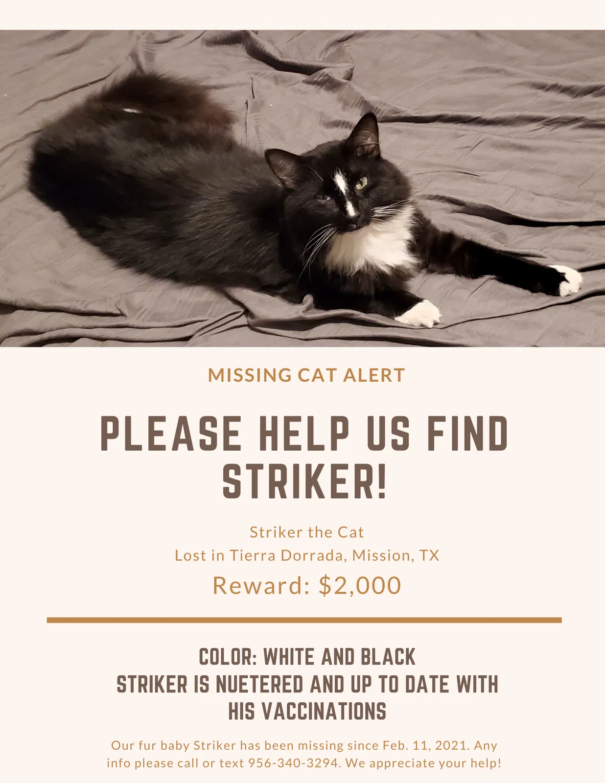 Lost cat in Mission, TX, 78573