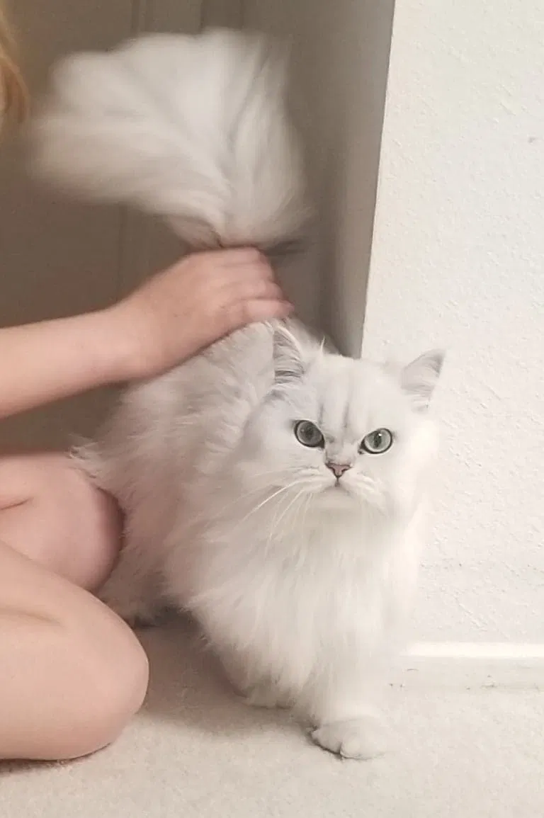 Lost cat in Santa Monica, CA, 90405