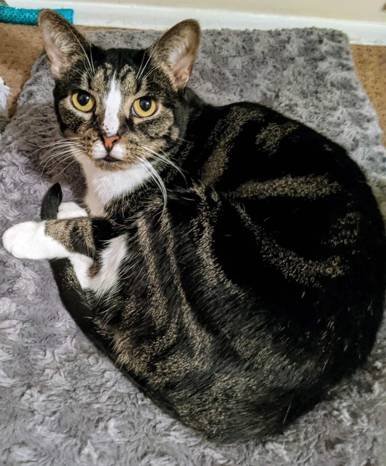 Lost cat in Stuart, FL, 34994