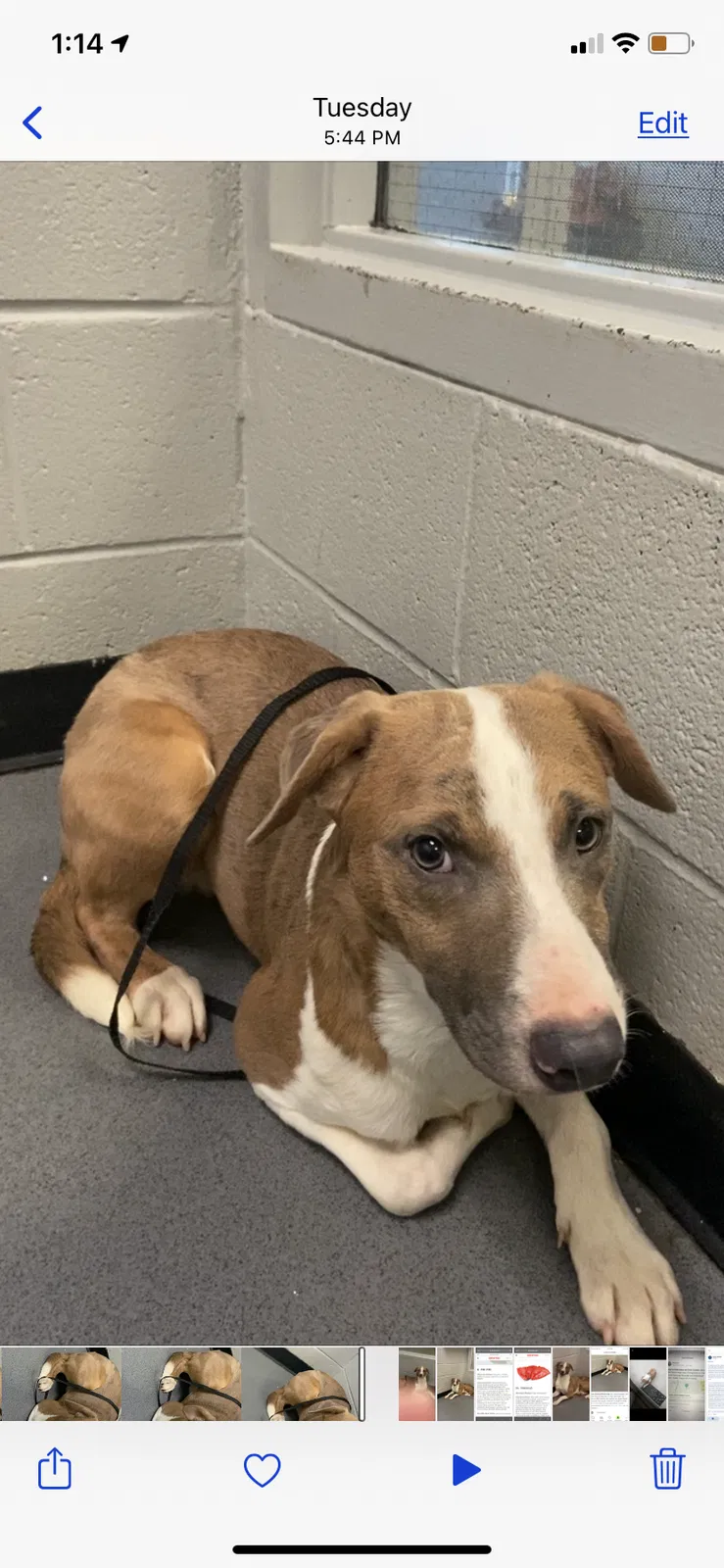 Lost dog in Charlotte, NC, 28269