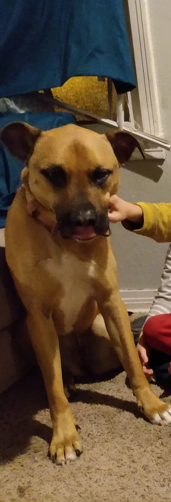 Lost dog in Tulsa, OK, 74110
