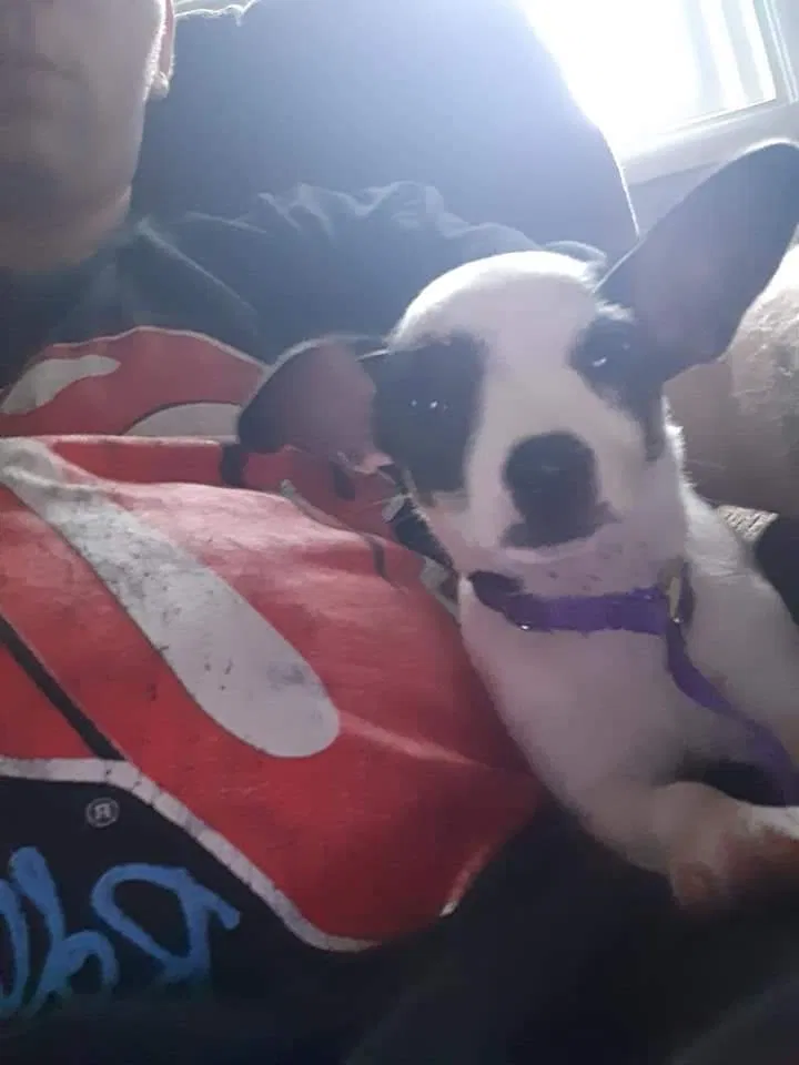 Lost dog in Mount Clemens, MI, 48043