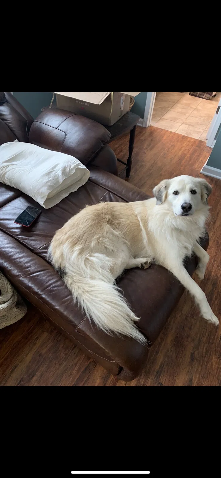Lost dog in Chapel Hill, TN, 37034