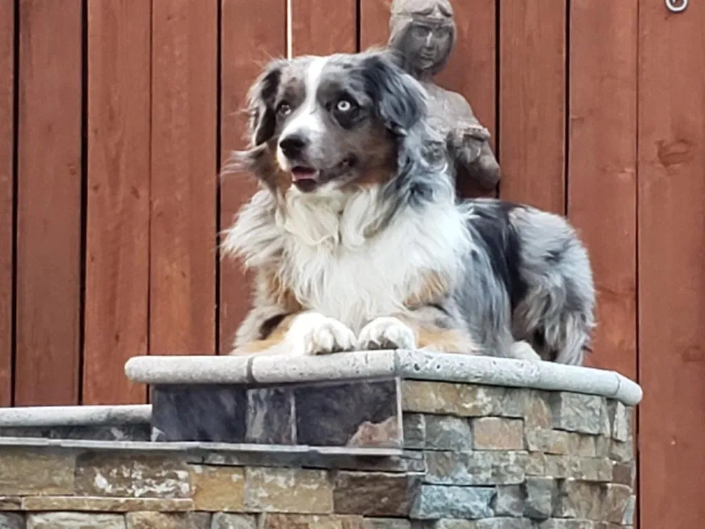 Lost dog in Hanford, CA, 93230