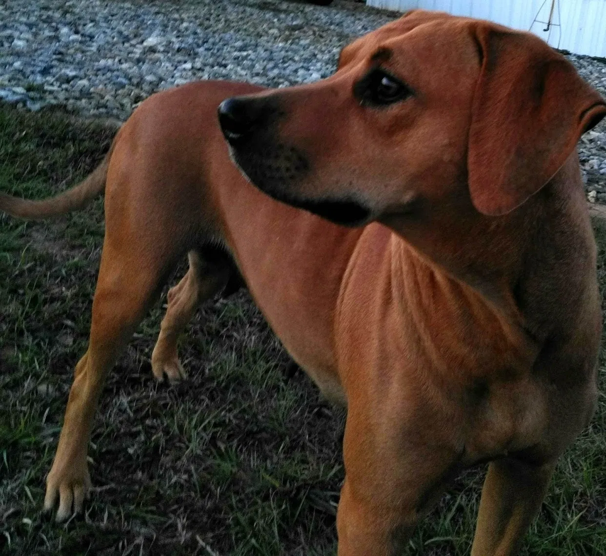 Lost dog in Donalsonville, GA, 39845