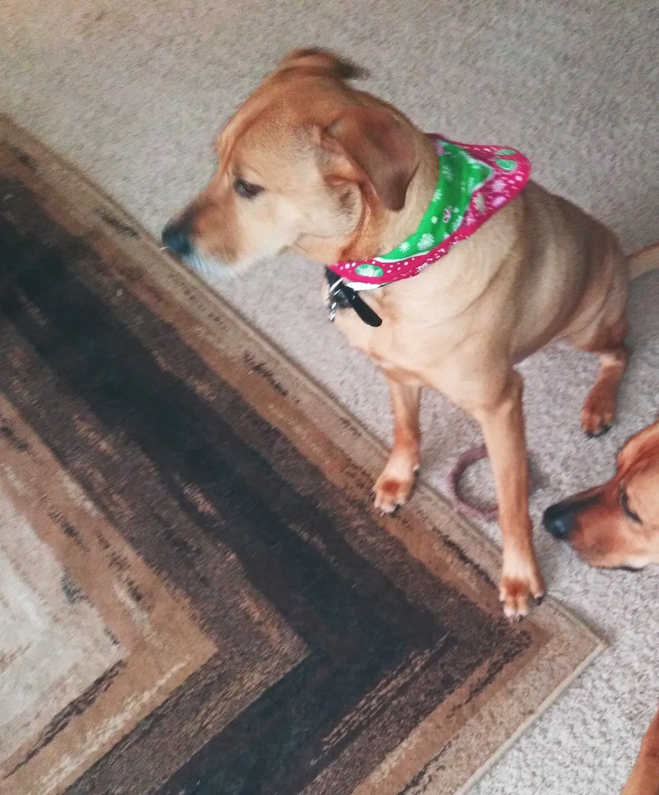 Lost dog in Claremore, OK, 74019