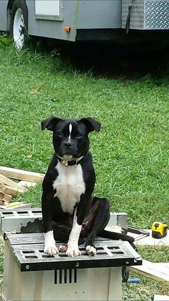 Lost dog in Greensboro, NC, 27409
