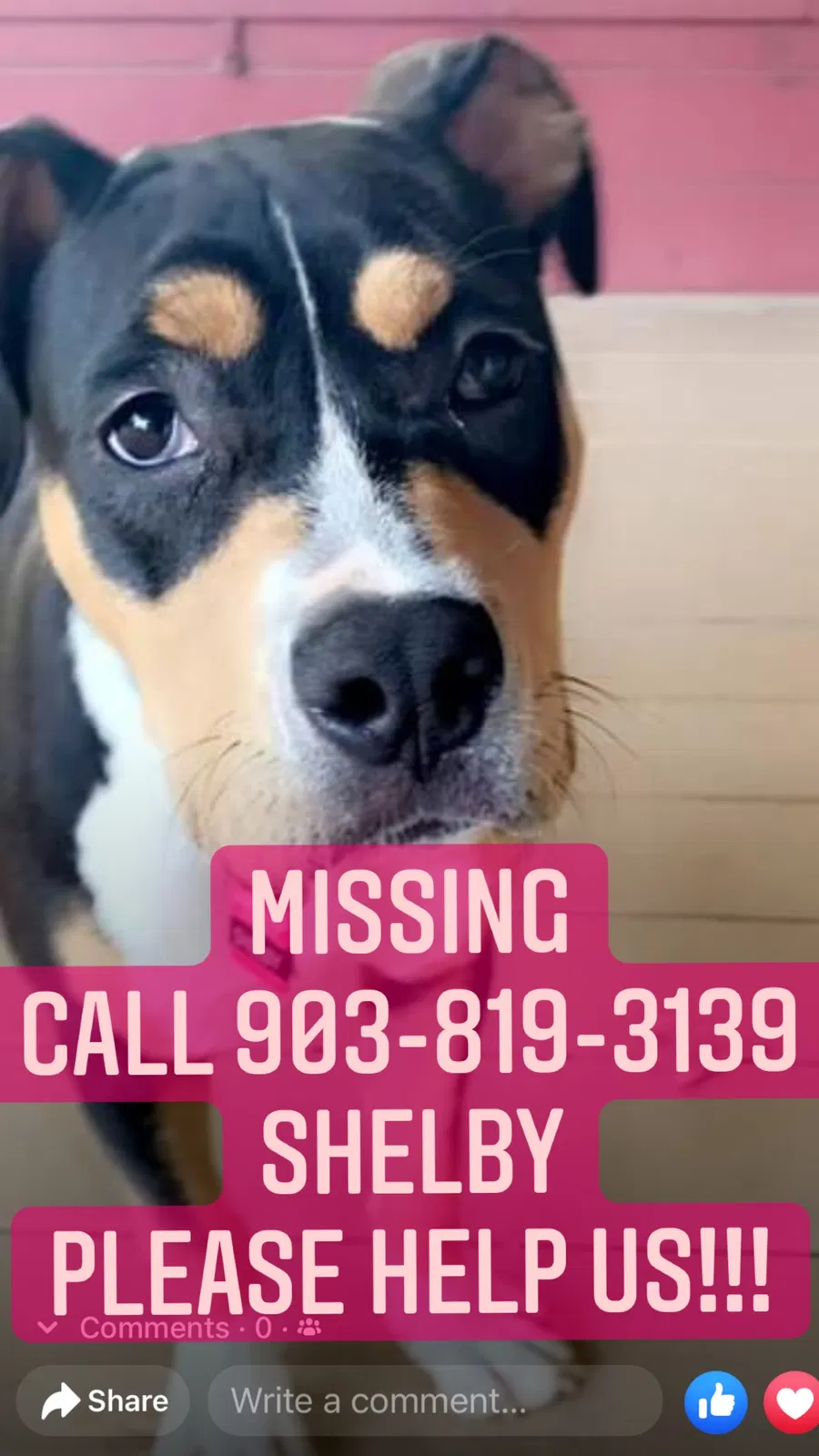 Lost dog in Denison, TX, 75020