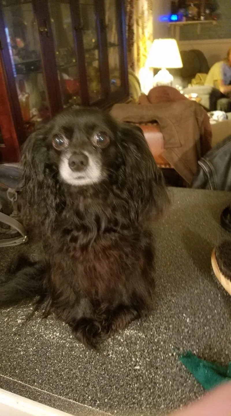 Lost dog in Denton, TX, 76208