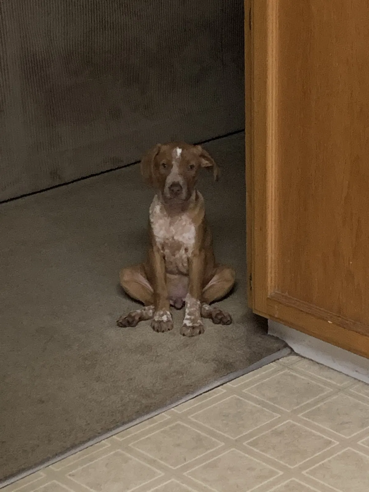 Lost dog in Visalia, CA, 93277