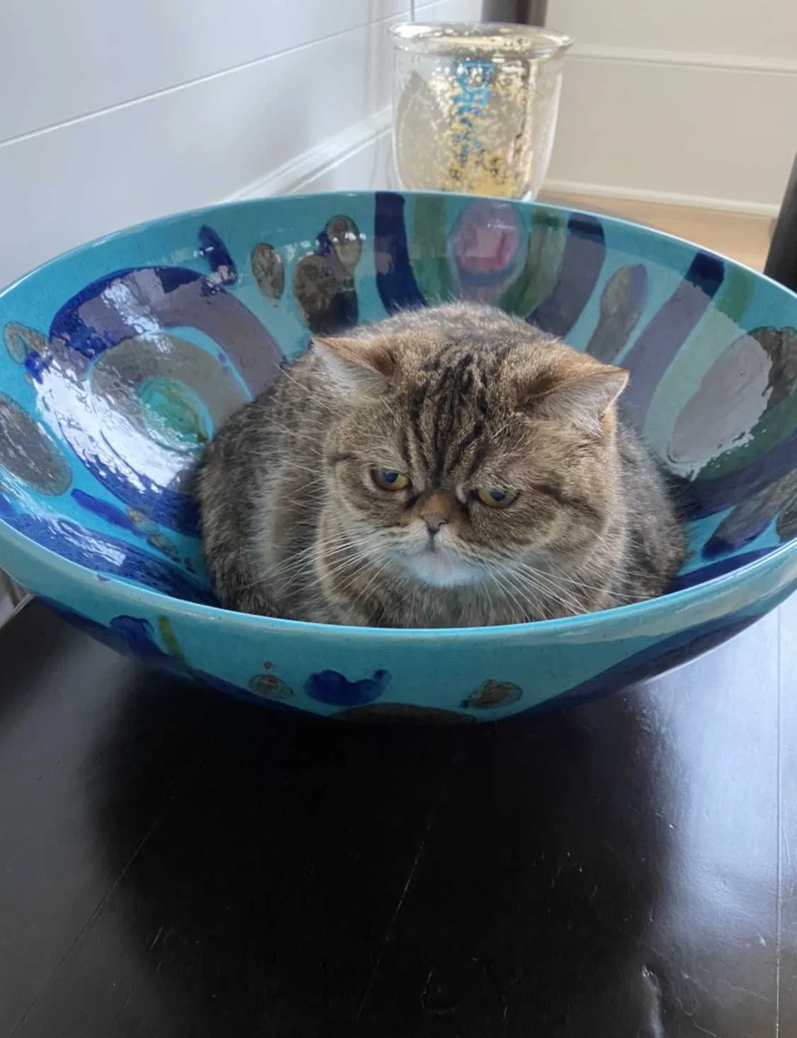 Lost cat in Evans, GA, 30809