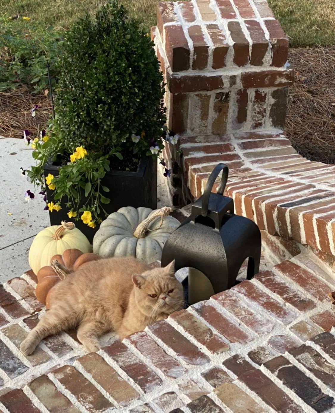Lost cat in Evans, GA, 30809