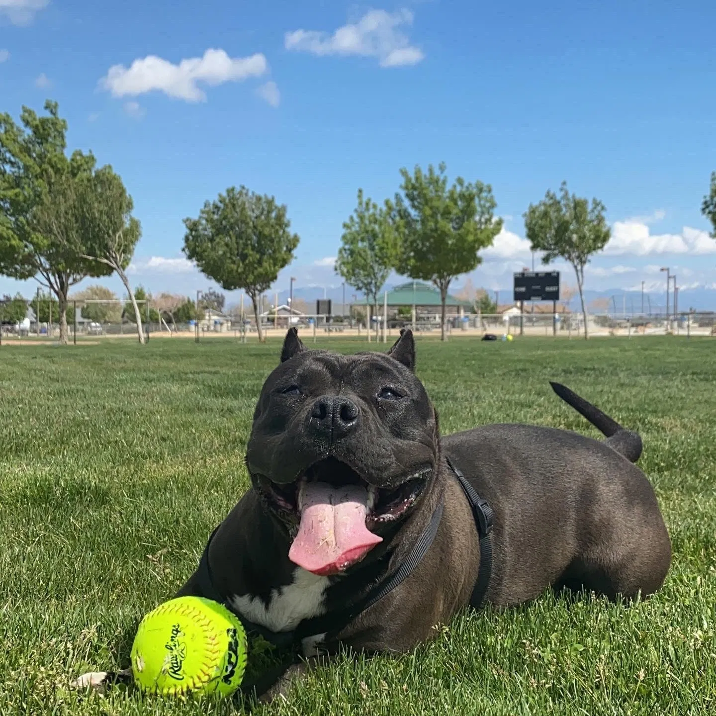 Lost dog in Adelanto, CA, 92301