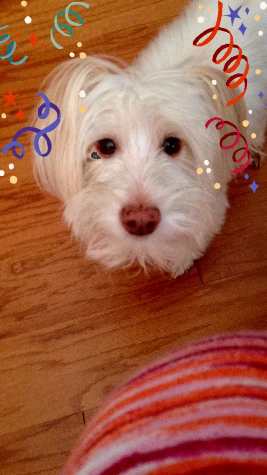 Lost dog in Winston Salem, NC, 27127