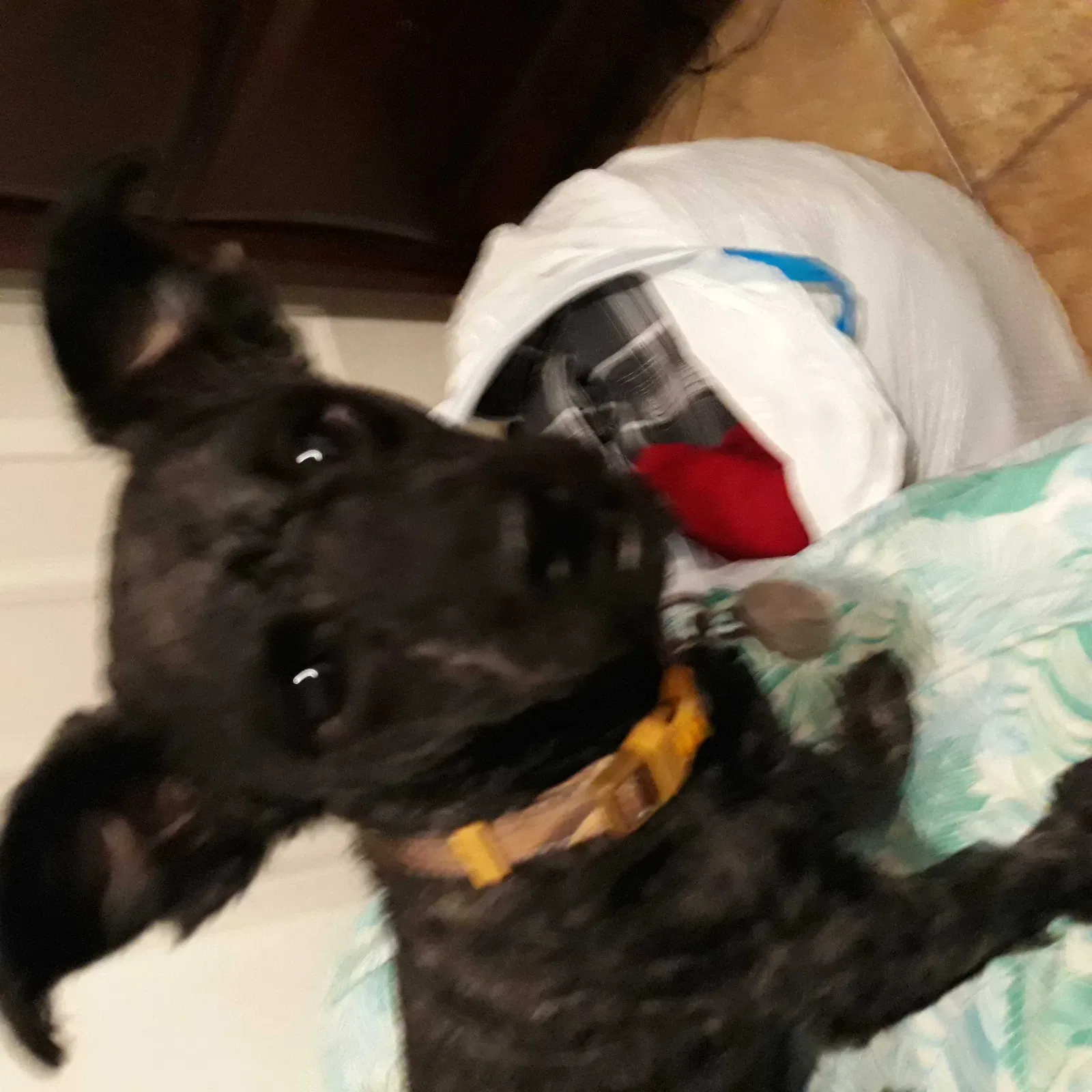 Lost dog in Brawley, CA, 92227