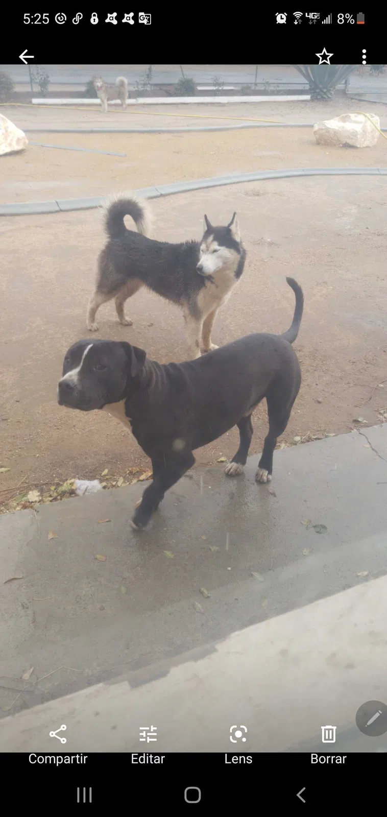 Lost dog in Victorville, CA, 92395