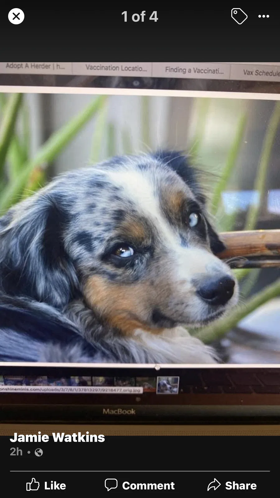 Lost dog in Hanford, CA, 93230