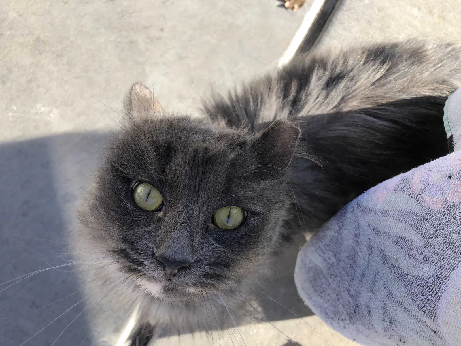 Found cat in Tolleson, AZ, 85353