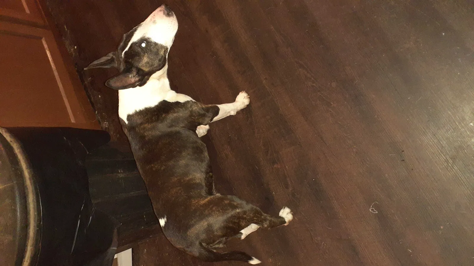 Found dog in Roach, MO, 65787
