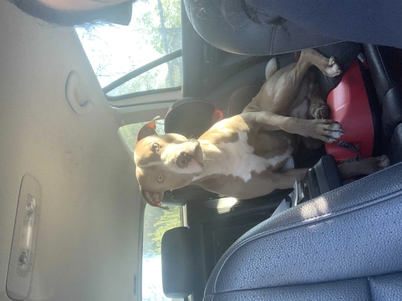Lost dog in Yucaipa, CA, 92399