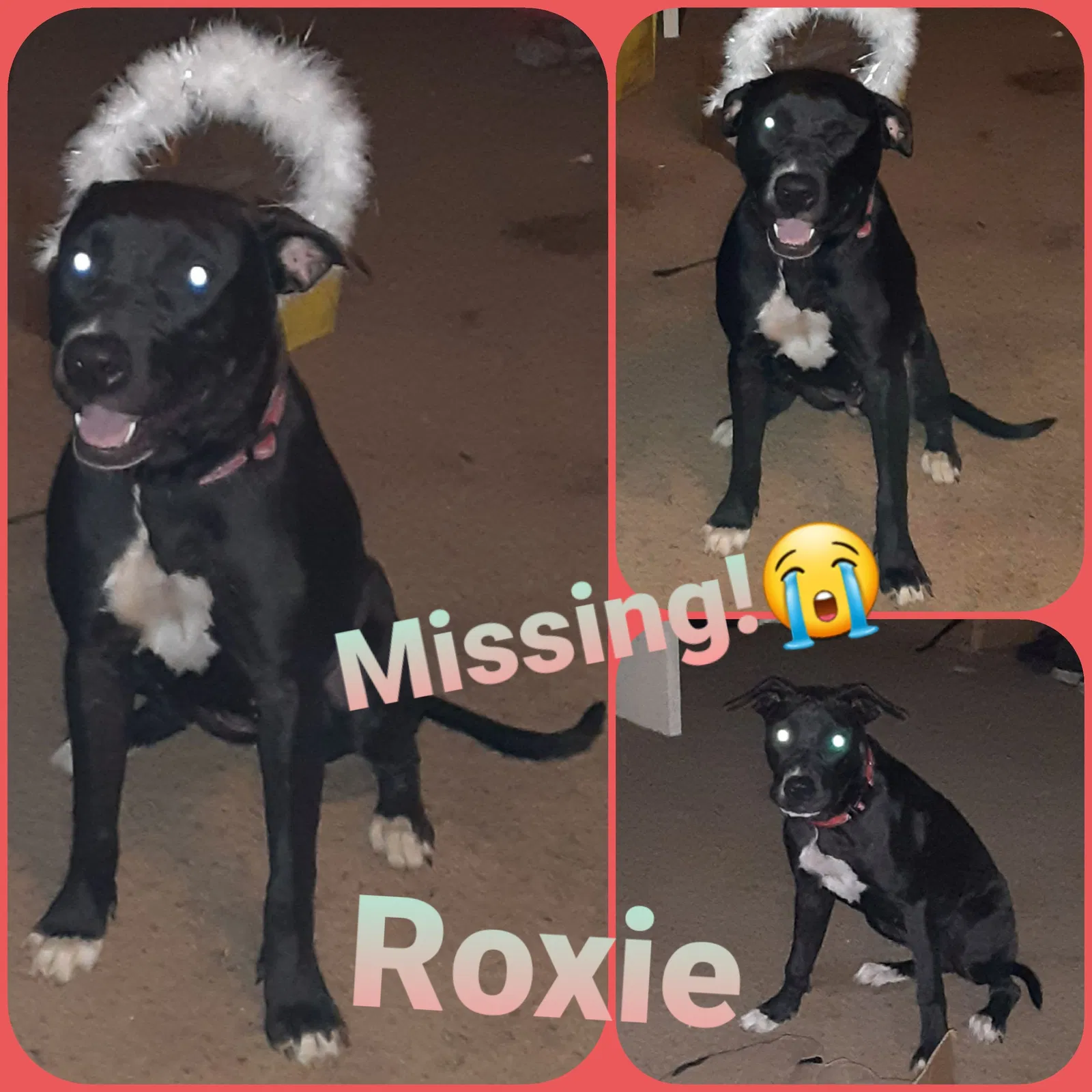 Lost dog in Long Branch, TX, 75669