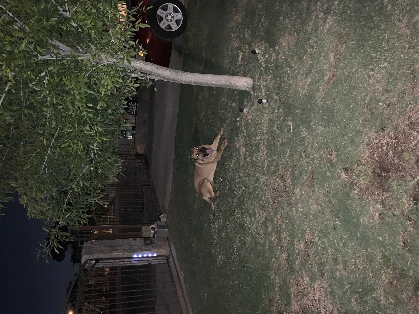 Lost dog in El Paso, TX, 79915