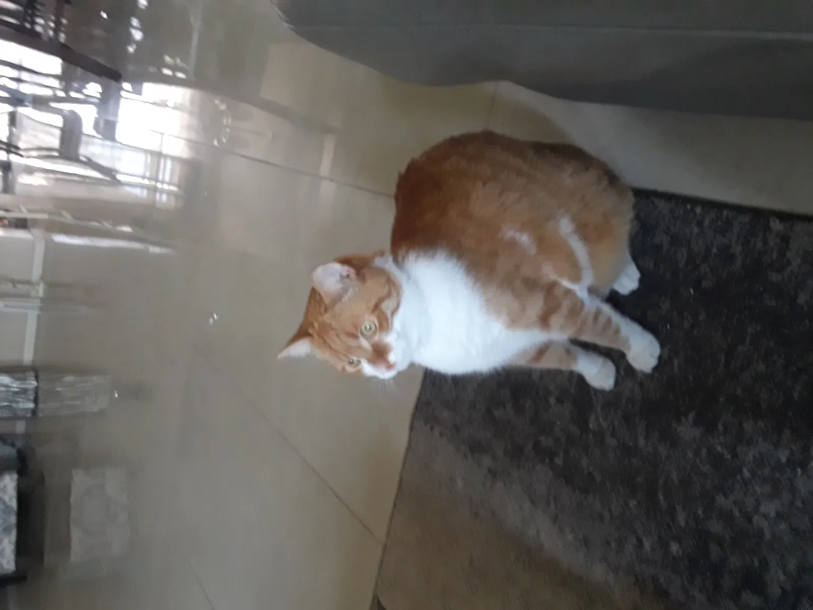 Lost cat in Tarpon Springs, FL, 34689