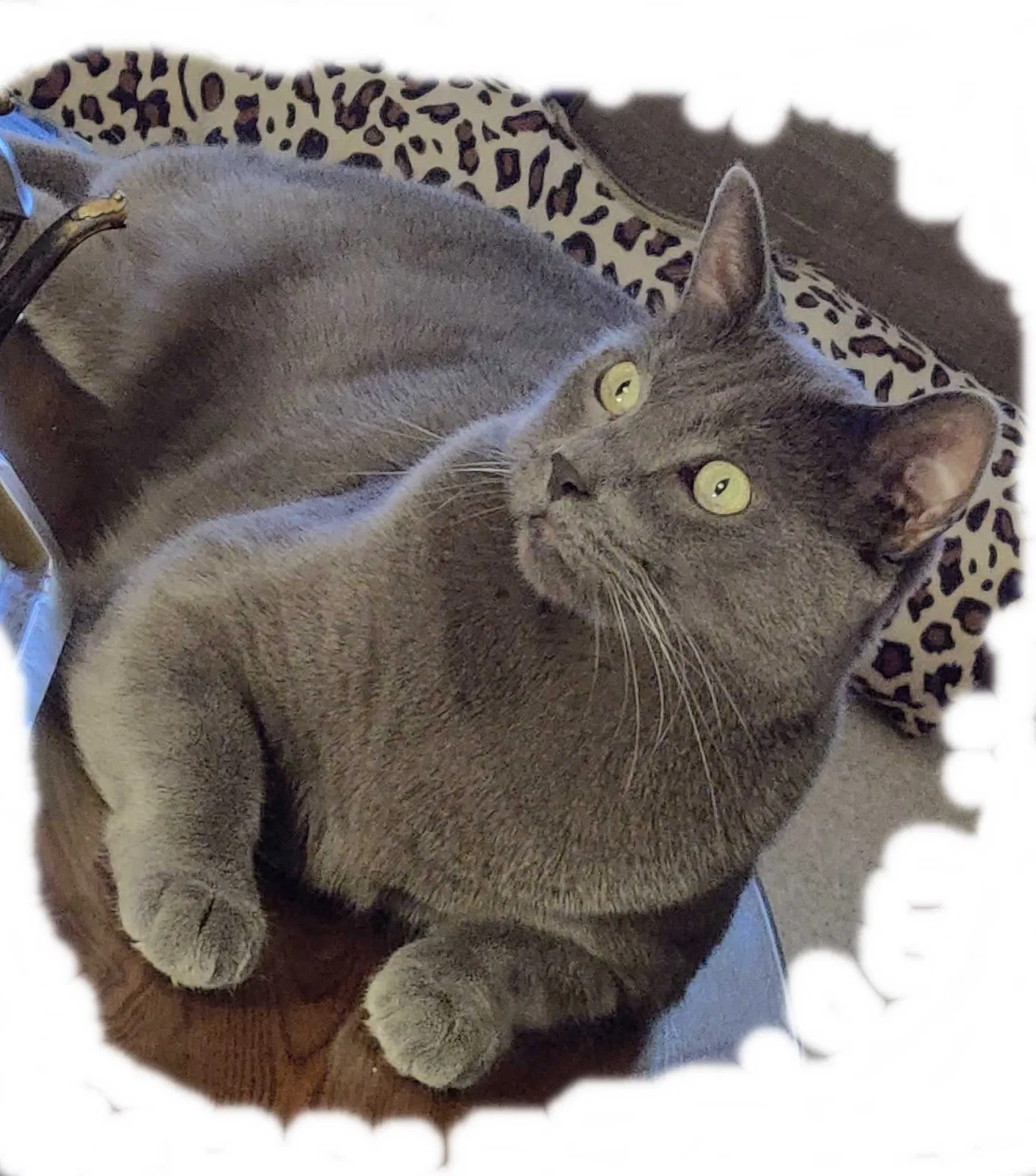 Lost cat in Auburn, CA, 95603