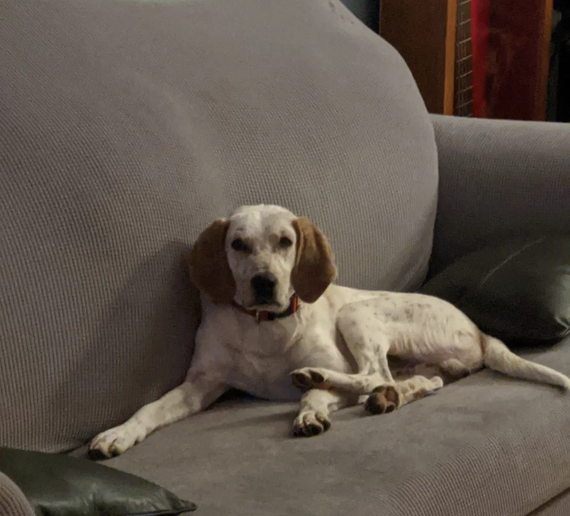 Lost dog in Cherokee, NC, 28719