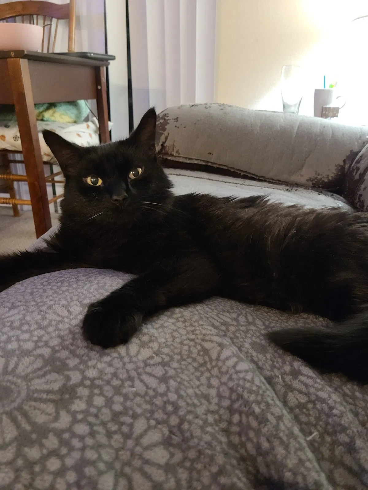 Lost cat in Murrieta, CA, 92562