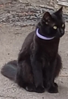 Lost cat in Panorama City, CA, 91402