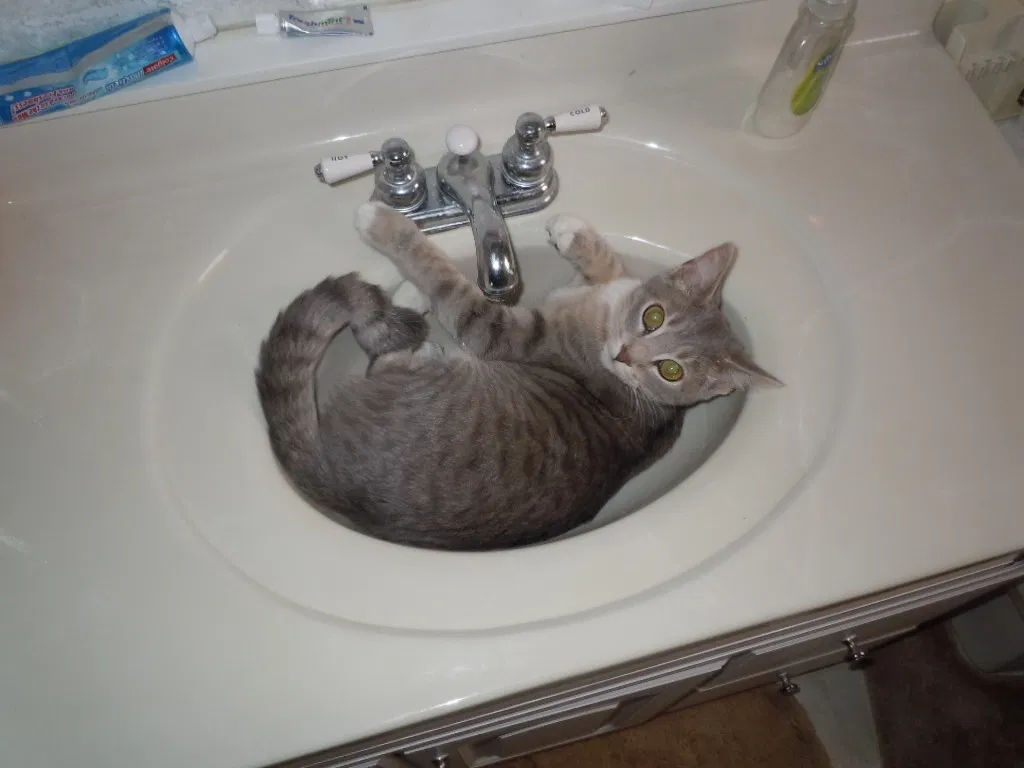 Lost cat in Kenosha, WI, 53140