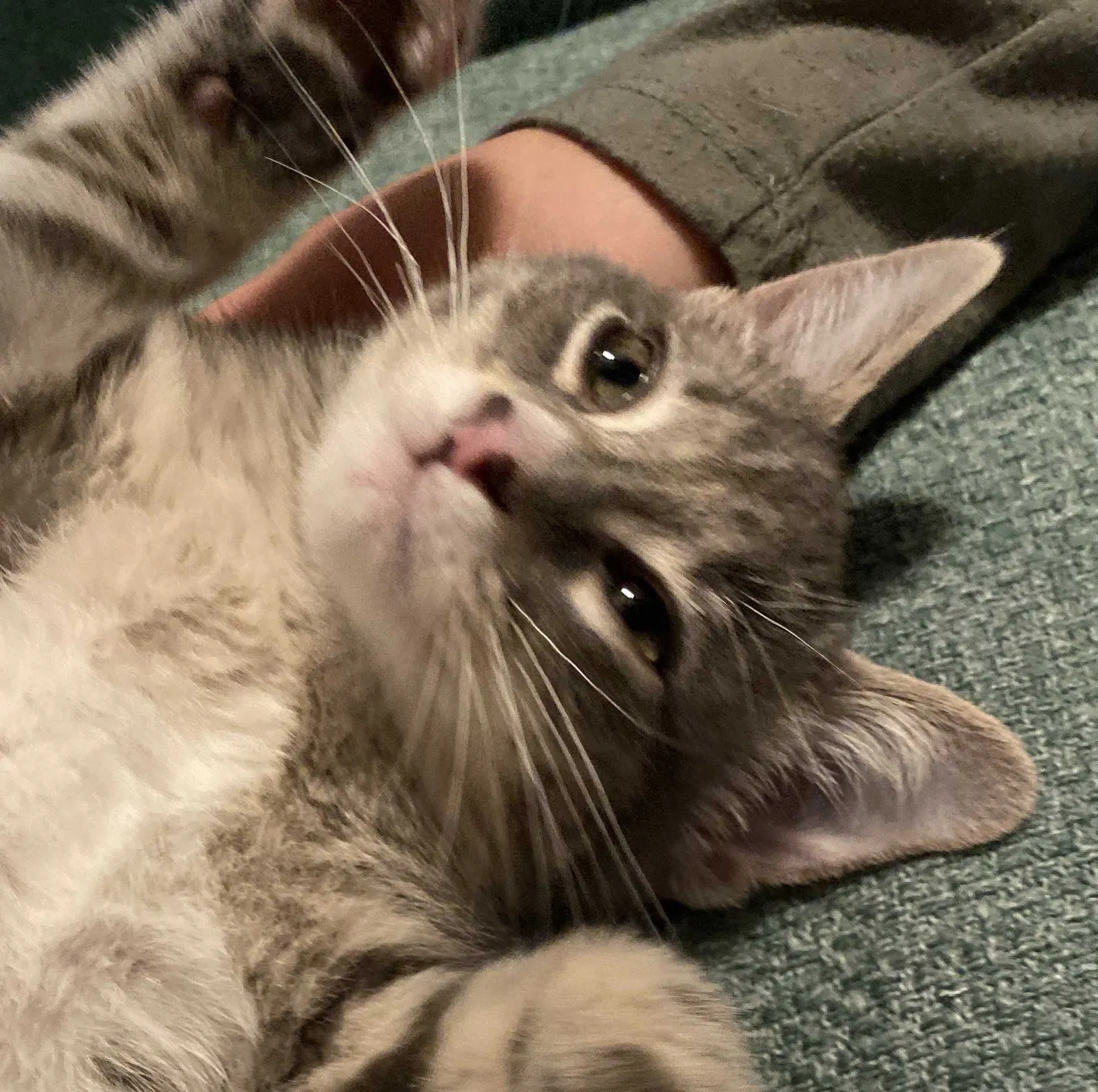 Lost cat in Belton, TX, 76513
