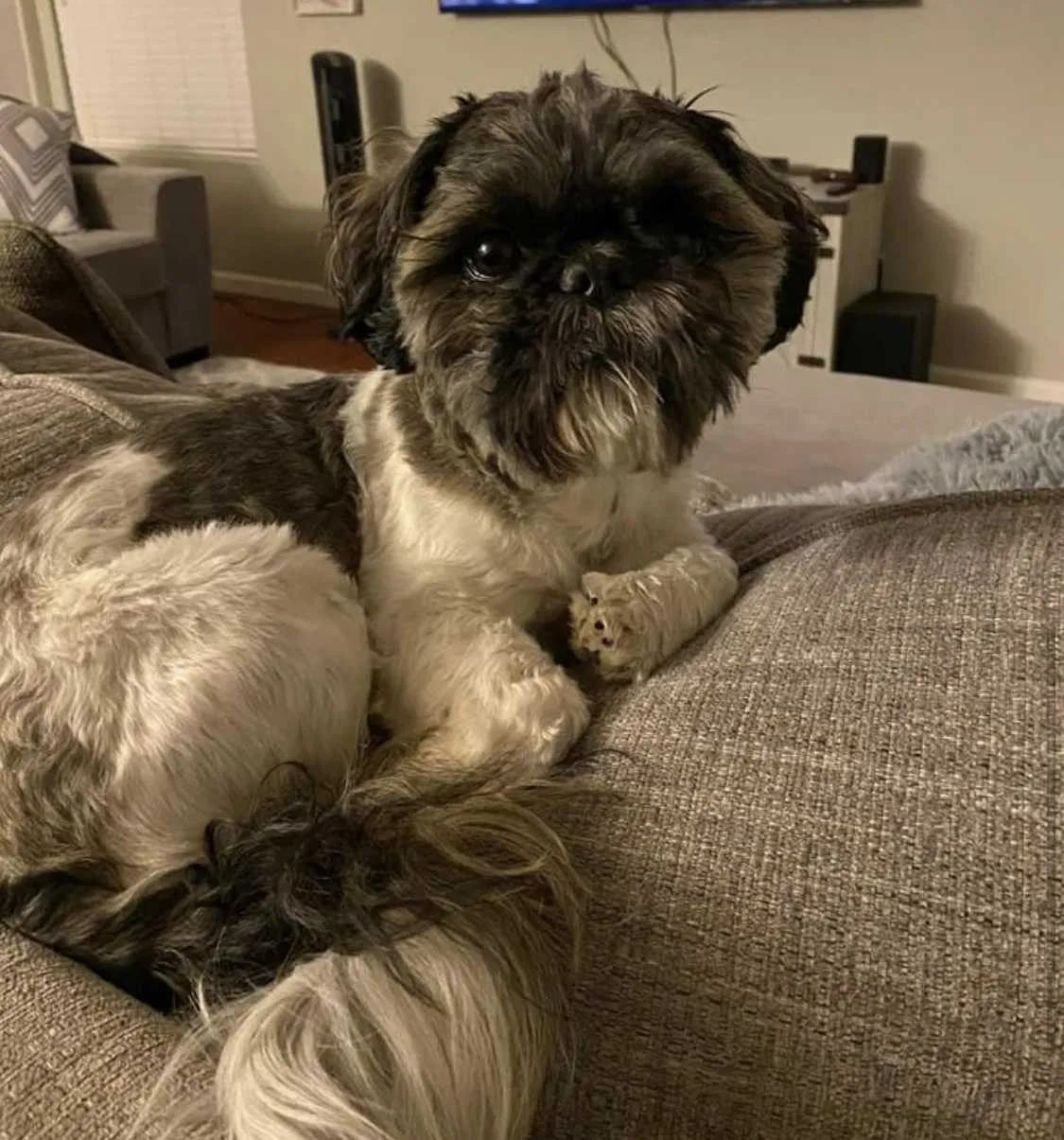 Lost dog in Surprise, AZ, 85379