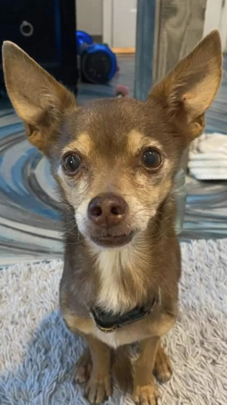 Lost dog in Phoenix, AZ, 85086