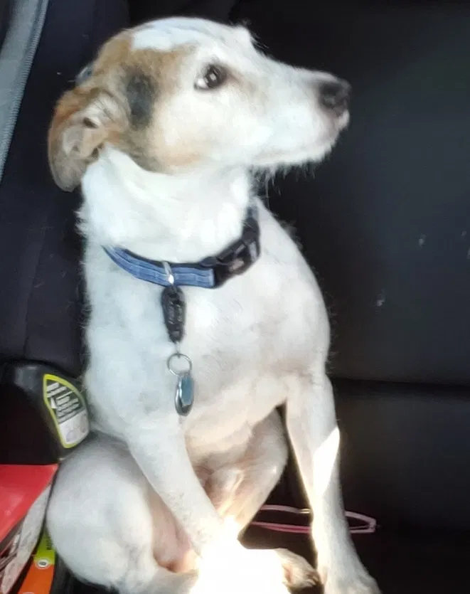 Lost dog in Fort Worth, TX, 76116